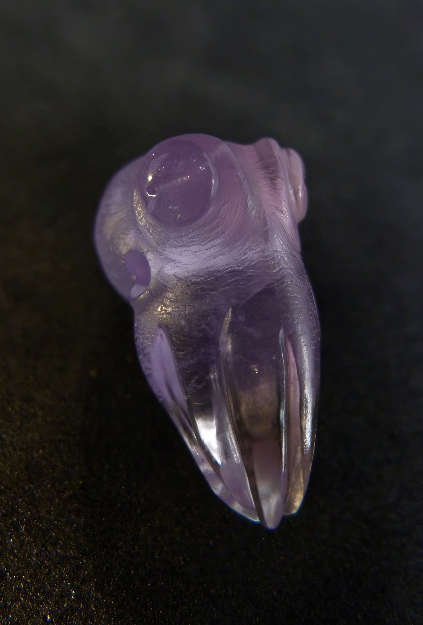 OCTOPUS2P1070566 topaz.JPG